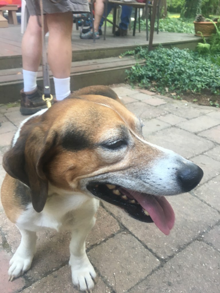 A really good dog I met in Carbondale. 